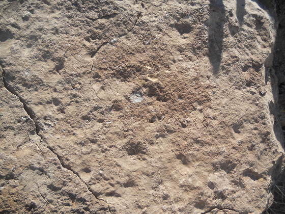 Fossils in the Aguja