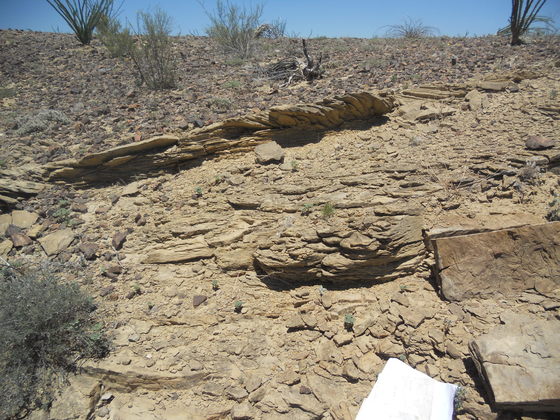 Crossbeds in Aguja Fm