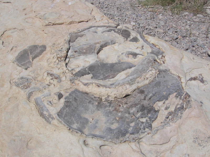 Fossil in Buda