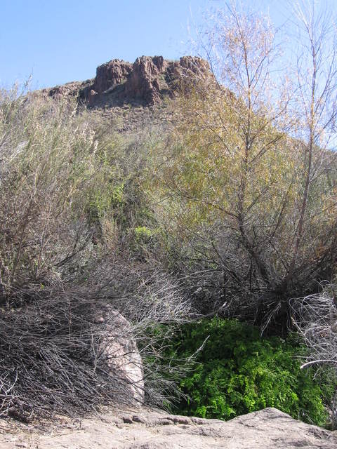 Entrance to Mule Ear Spring
