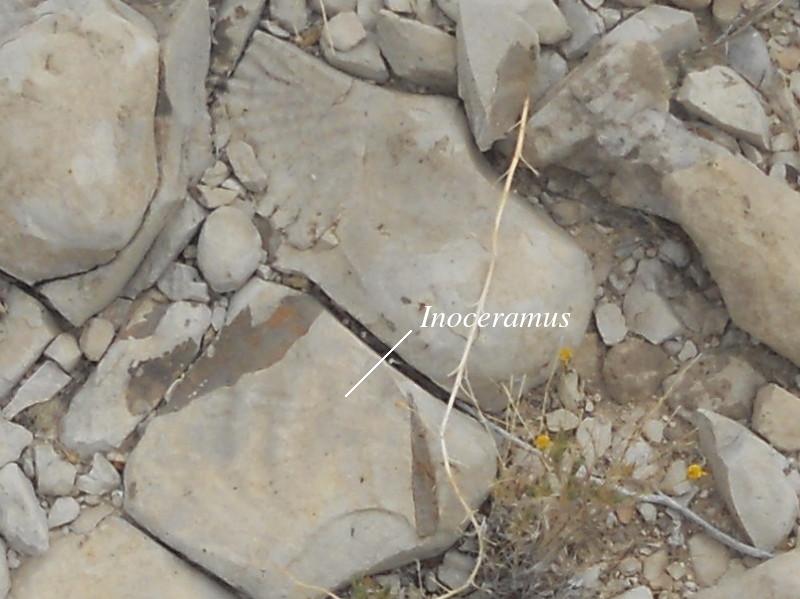 Fossils in Boquillas Beds
