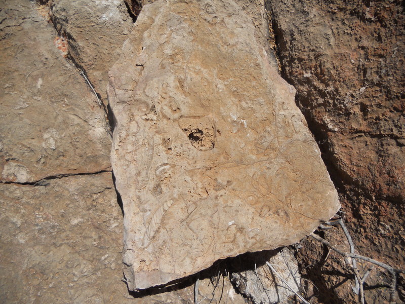 Fossils in the Santa Elena