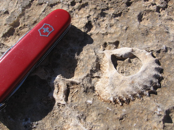 Oyster Fossil in Santa Elena