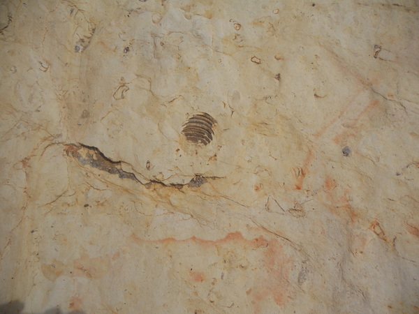 Inoceramus Clam Fossil
